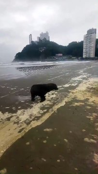 Lobo-marinho é resgatado com sinais de exaustão em praia de Santos; VÍDEO