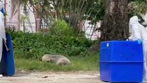 Lobo-marinho é resgatado com sinais de exaustão em praia de Santos; VÍDEO