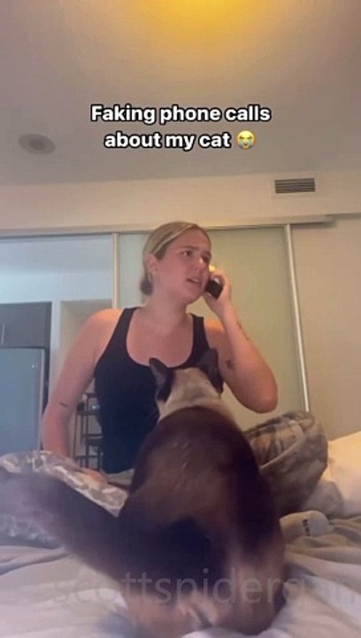 Cat Funny Video #17 (12-05-2024)