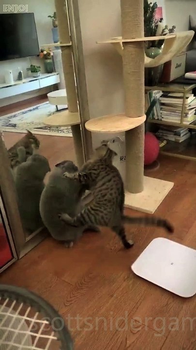 Cat Funny Video #18 (12-05-2024)