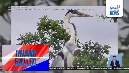 Plastic cup, bumara sa lalamunan ng isang heron | Unang Balita