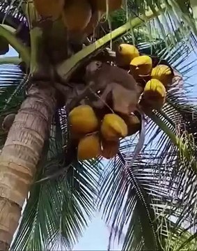 Harvesting coconuts here are monkeys labour