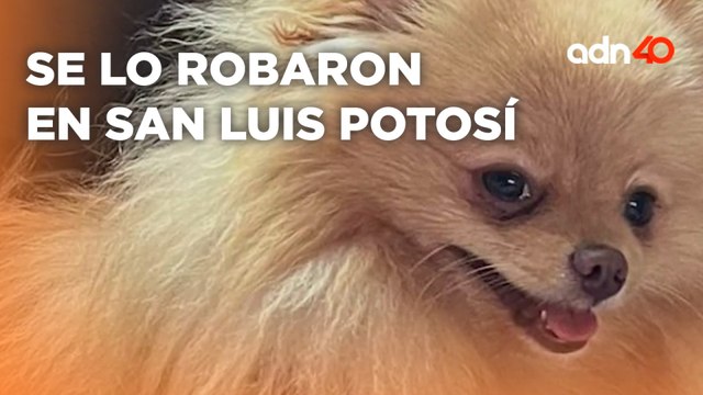 En San Luis Potosí roban a un perrito de un vehículo; la familia iba de paseo