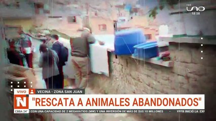 Gatitos Congelados: ¿Qué Son y Cómo Usarlos?