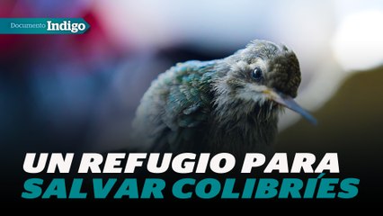 ¿Sabías que existe un refugio para colibríes en la CDMX? | Reporte Indigo