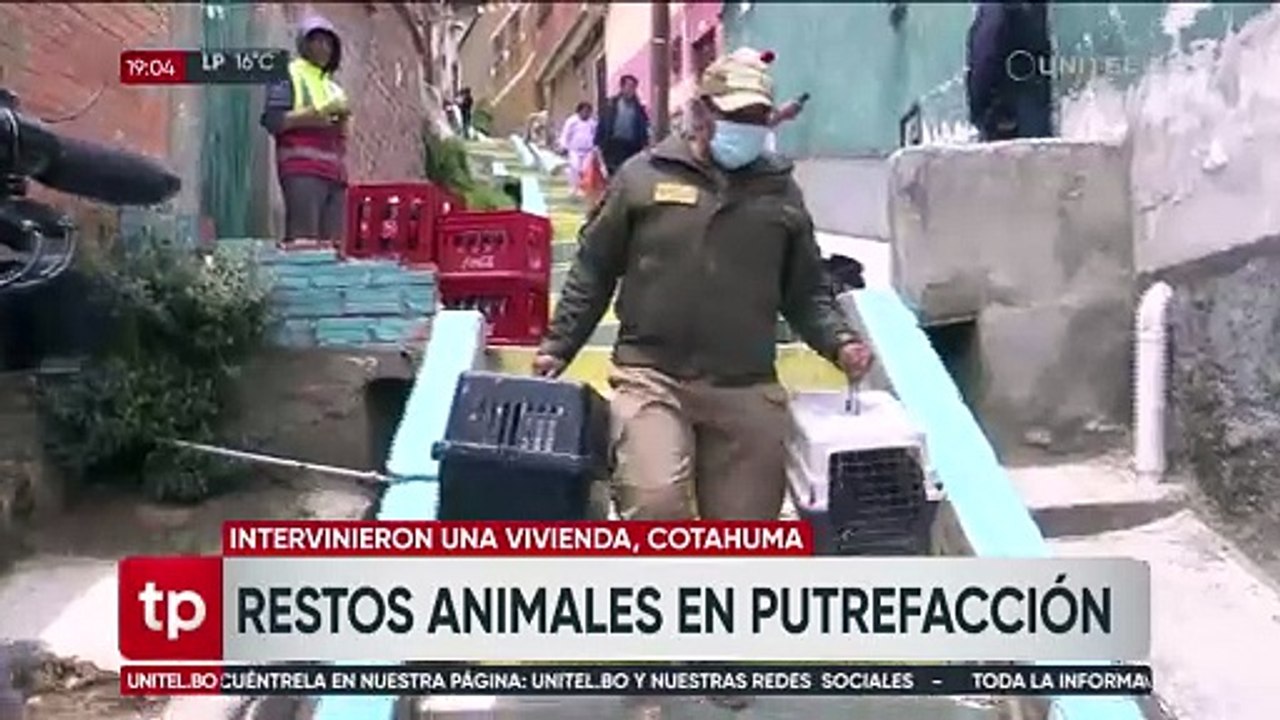 Presunto biocidio múltiple: Acusada dice que animales murieron porque no tenía para alimentarlos y quería enterrarlos