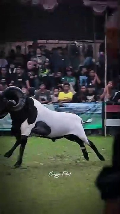 ,,,,,,,,,Beautiful sheep,,,,,,,