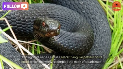 Africa's Most Dangerous Snake - The Rhinoceros Viper