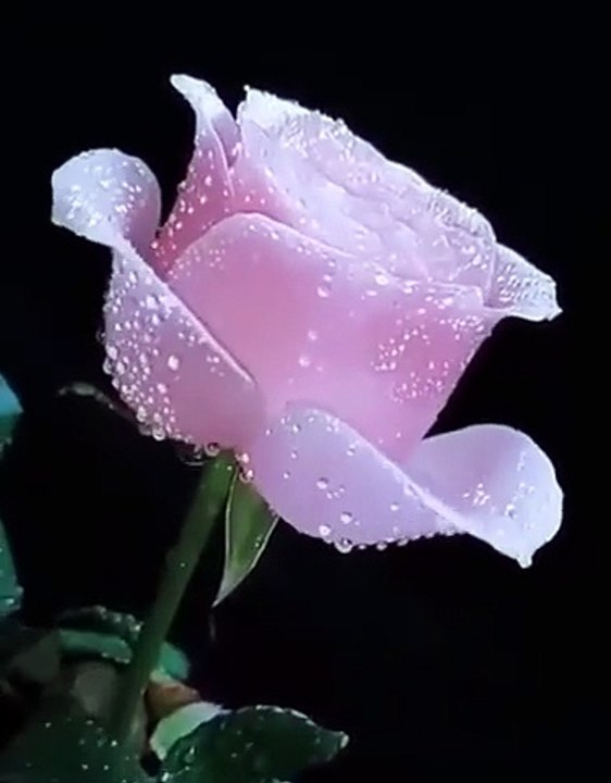 Islamic video Quran