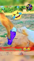 Funny monkey and dog video 😂😂