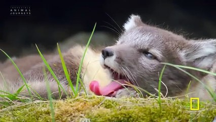 7 Minutes of The Cutest Baby Animals You've Ever Seen