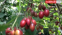 Rize'de Tropikal Meyve Tamarillo Yetiştirilmeye Başlandı