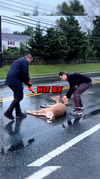 DEER HIT BY CAR! #animals #pets #animalstories #animalrescue #cute #cuteanimals #natureglobal