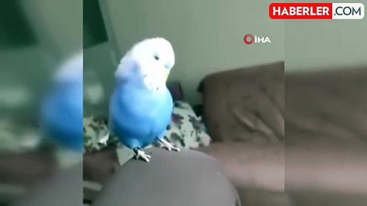 Sübhaneke Okuyan Muhabbet Kuşu Görenleri Hayrete Düşürdü