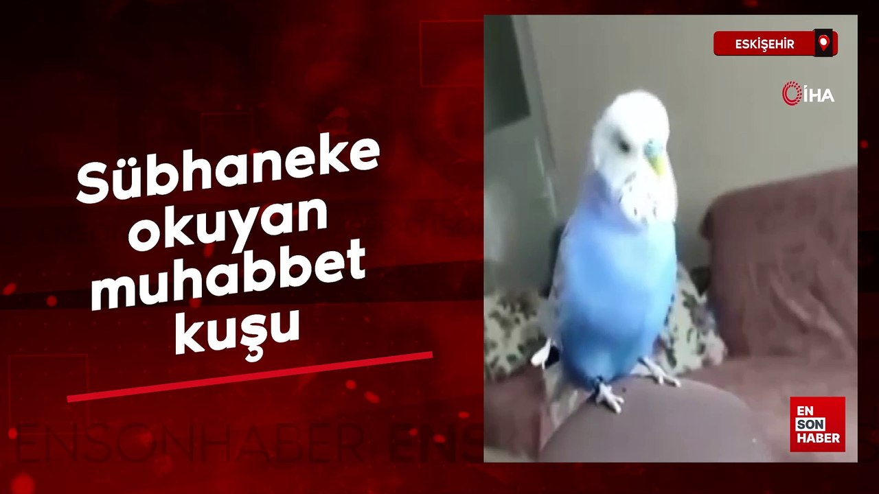 Sübhaneke okuyan muhabbet kuşu