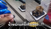 เหมียวอ้วนตุ้บ แต่น้ำหนักแค่นี้จริงเหรอ…!?