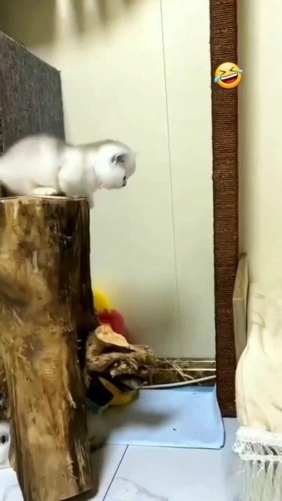 tingkah kucing