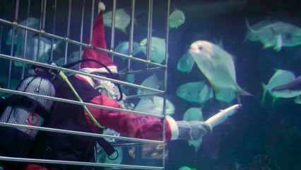 No Comment : le Père Noël et ses amis les requins