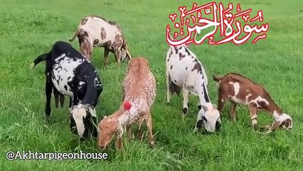 SURAH AL RAHMAN سورۃ الرحمن  Recitation Beautiful voice