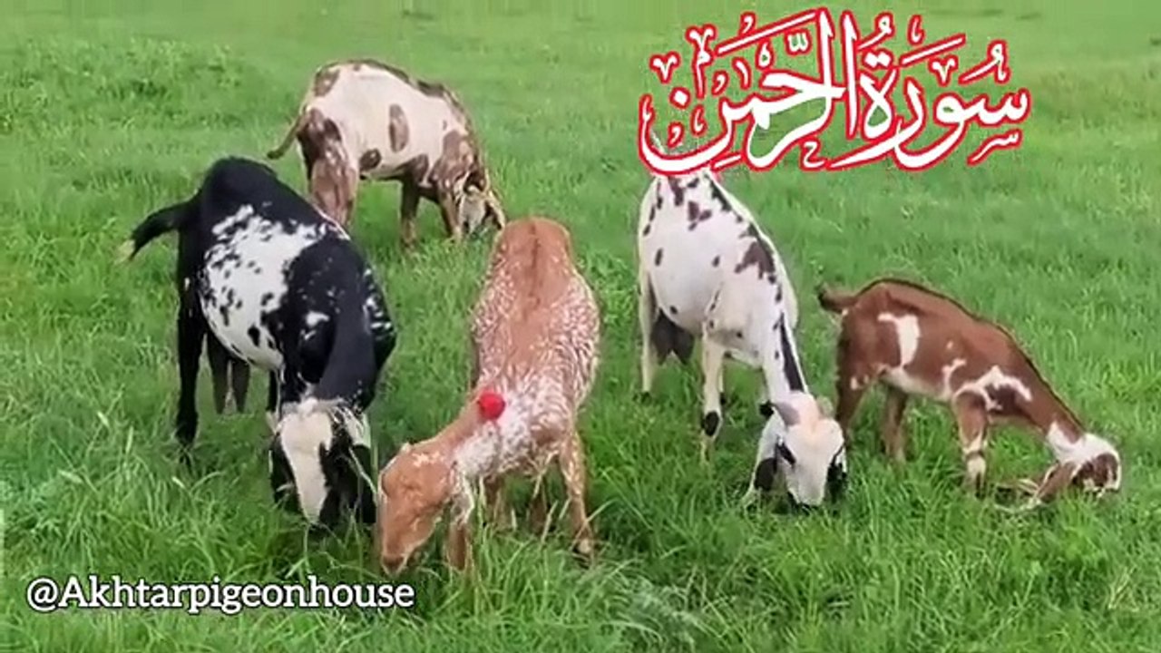 SURAH AL RAHMAN سورۃ الرحمن  Recitation Beautiful voice