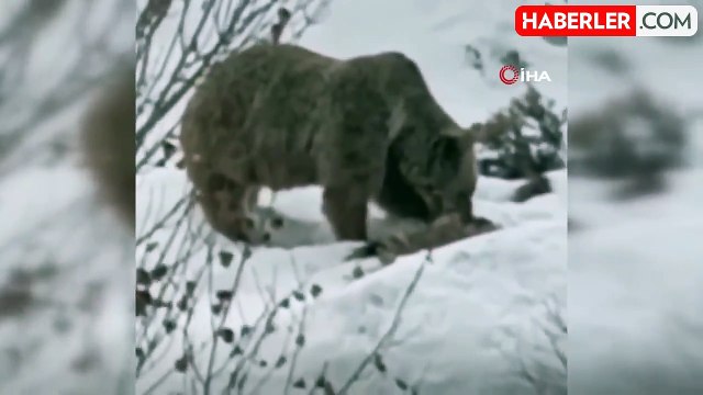 Tunceli'de Bozayı Kış Uykusu Öncesi Karnını Doyurdu