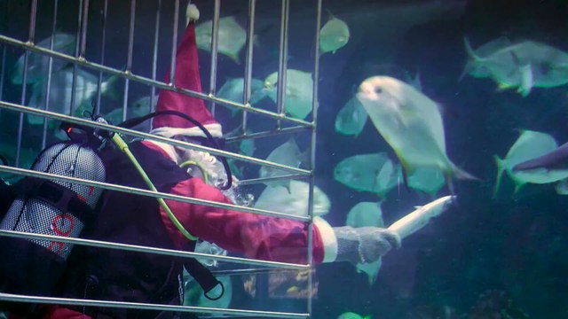 سانتا كلاوس لا يخشى الغرق ولا حتى أسماك القرش.. بابا نويل يستقبل موسم الأعياد تحت الماء