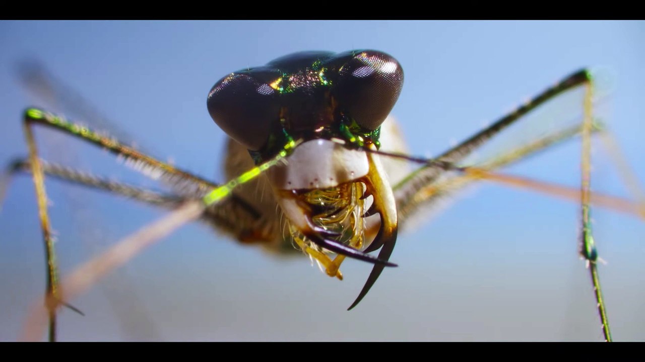 A Real Bug’s Life - Season 2 Official Trailer