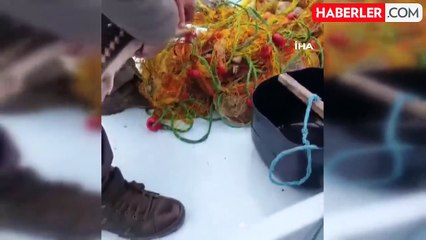 Karabigalı Balıkçı, Nesli Tükenmekte Olan Mersin Balığını Denize Bıraktı