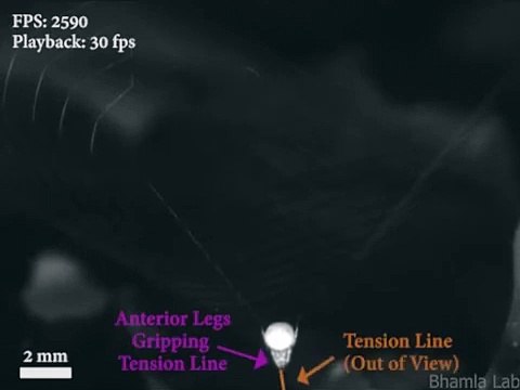 Quand l’araignée « lance-pierre » hisse sa toile