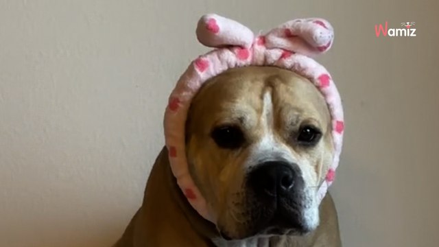 Lorsqu'il quitte le refuge après 2 ans de box et qu'il découvre sa maison, ce chien change totalement de visage (vidéo)