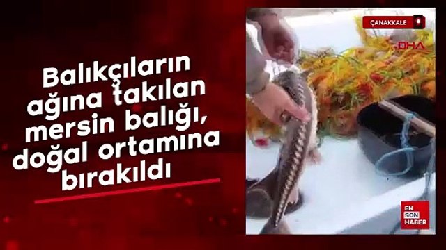 Çanakkale'de balıkçılar ağlarına takılan mersin balığını doğaya geri bıraktı