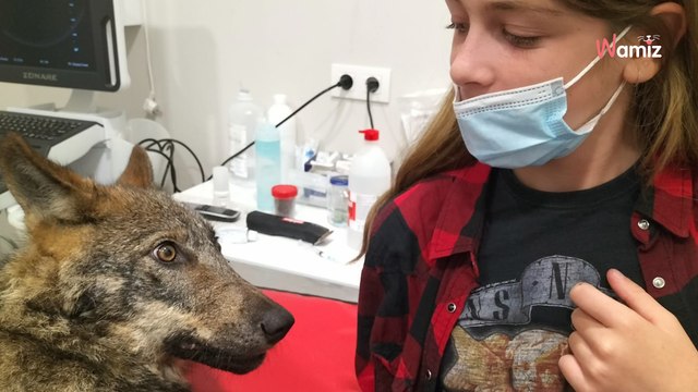 Une femme appelle les secours après avoir renversé un chien : quand ils arrivent, il n'y a pas de chien