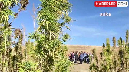 Prof. Dr. Güngör Yılmaz: "Kenevirin Sahada Üretilmesini İstiyorsak, Diğer Alternatif Ürünlere Göre Daha Karlı Hale Getirmemiz Lazım"