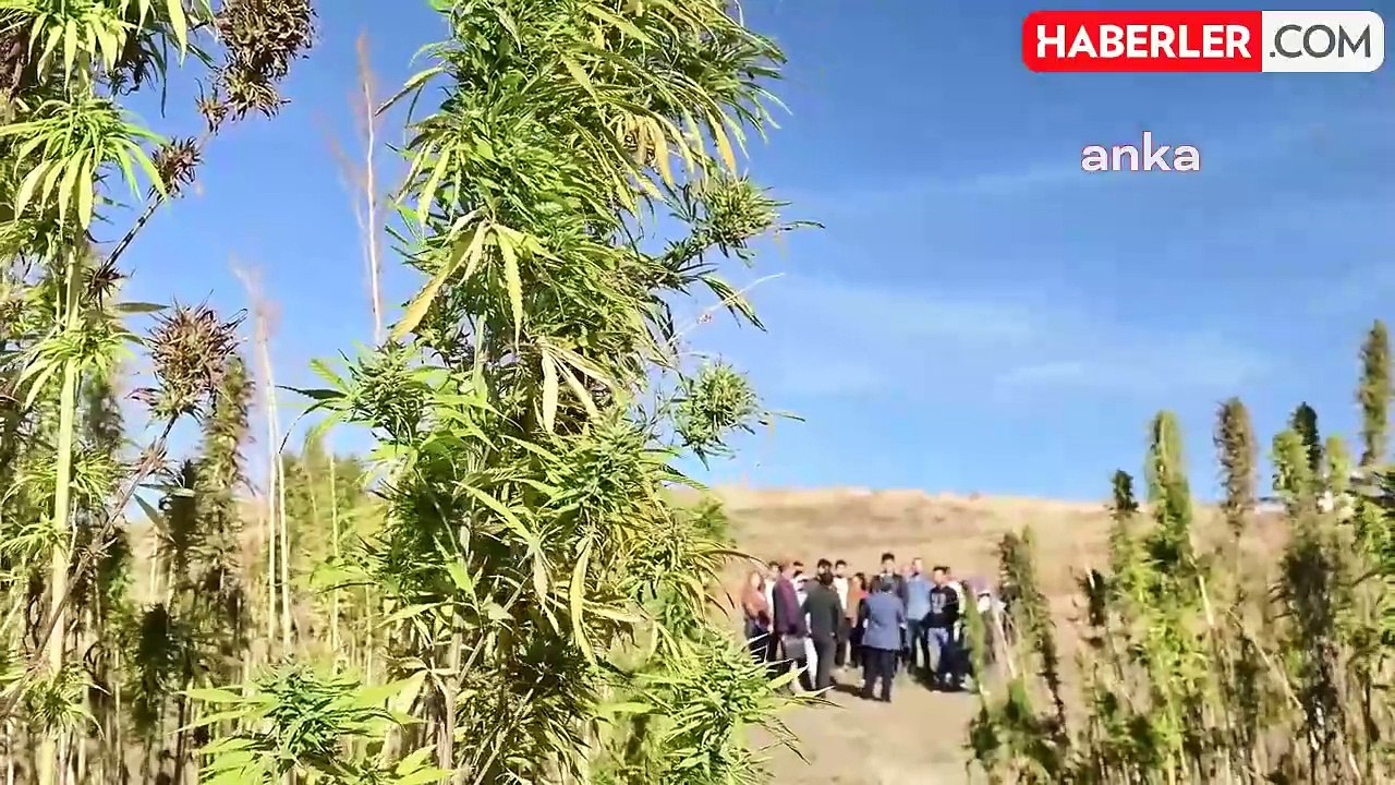 Prof. Dr. Güngör Yılmaz: "Kenevirin Sahada Üretilmesini İstiyorsak, Diğer Alternatif Ürünlere Göre Daha Karlı Hale Getirmemiz Lazım"