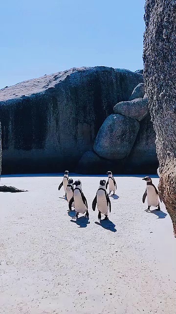 Penguins walking | penguins