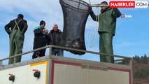 Tokat'ın Somon İhracatı Karadeniz Üzerinden Dünyaya Açılıyor