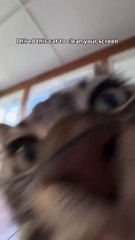 Cleaning Fun with Meong 🧹