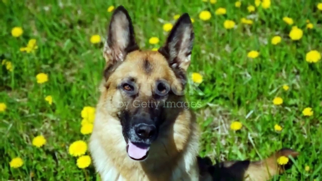 TOP 7 DANGEROUS DOG BREEDS EXPOSED _ 7 KILLER DOG BREEDS (1)