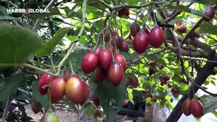 Güney Amerikalı ‘Tamarillo' Rize'de ‘Ağaç domatesi' oldu
