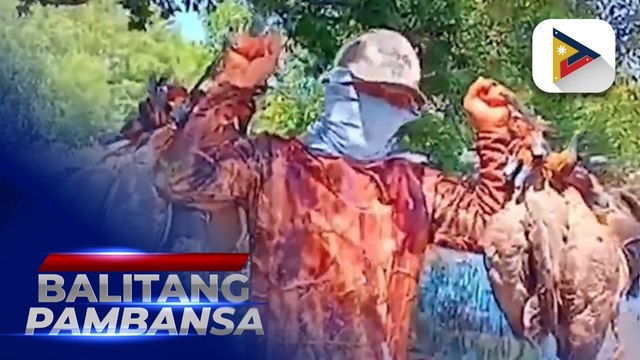 Philippine ducks, itinuturing ng ‘endangered species’