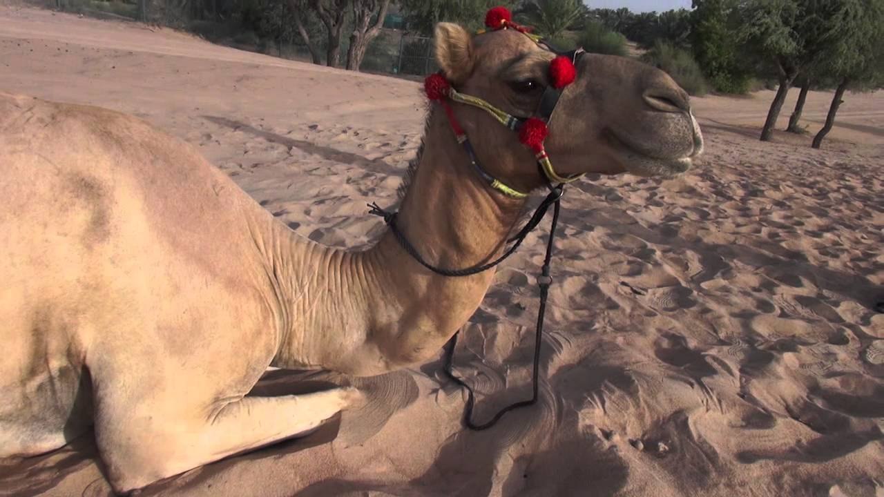 Netherlands vs Argentina: Shaheen the camel's World Cup prediction of the day