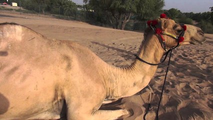 Brazil vs Netherlands: Shaheen the camel's 2014 World Cup 3rd place prediction