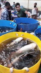 The Best Part of the Fish Market! lets see!
