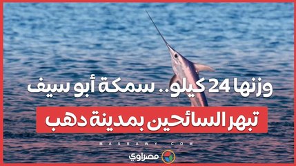 وزنها 24 كيلو.. سمكة أبو سيف تبهر السائحين بمدينة دهب