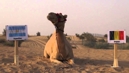 Argentina vs Belgium: Shaheen the camel's World Cup prediction of the day