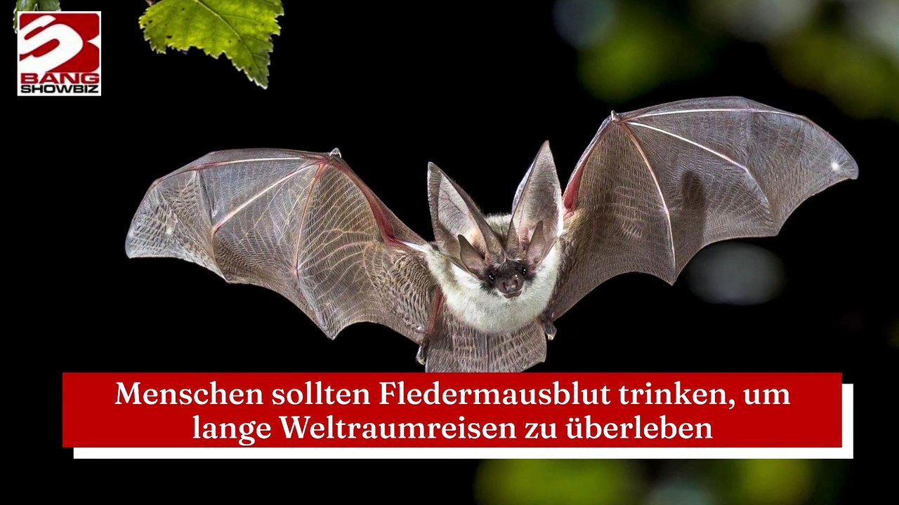 Menschen sollten Fledermausblut trinken, um lange Weltraumreisen zu überleben
