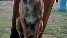 Un verdadero campeón