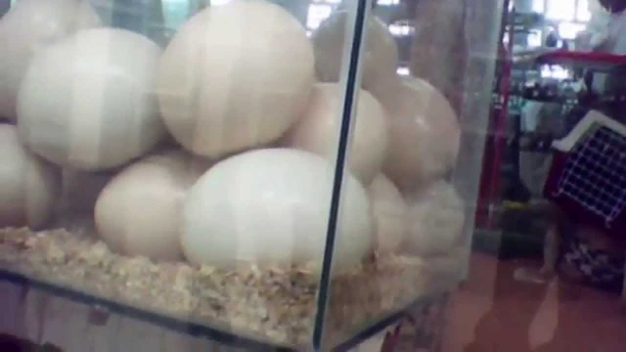Gulf News goes undercover at Sharjah Bird and Animal Market