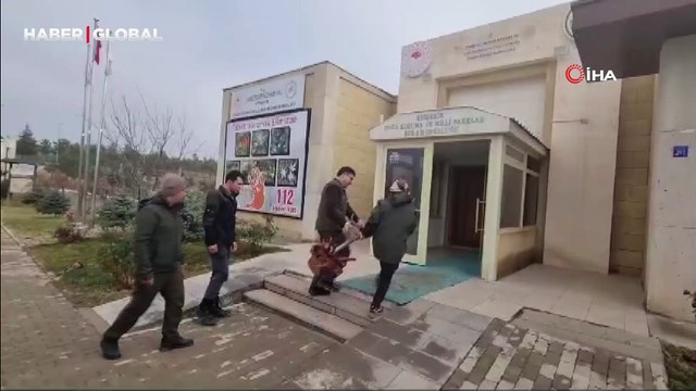 Avlanması yasak olan Kızıl Geyik kafasını ve boynuzunu kopardı, satarken böyle yakalandı