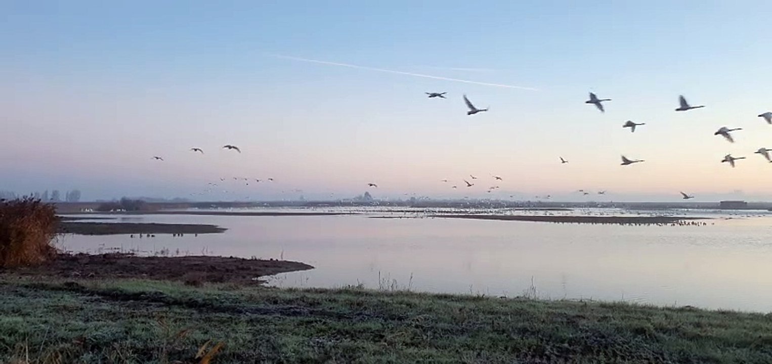 Whooper Swans (and others) at RSPB Frampton Marsh by Toby Collett